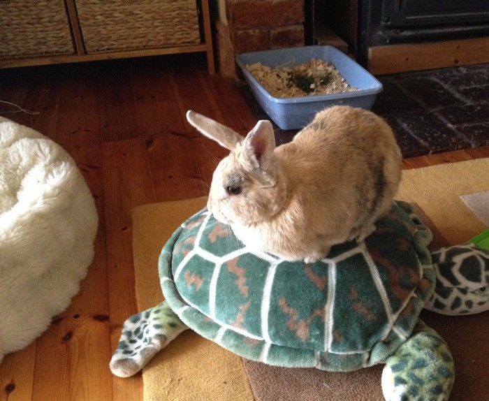 rabbit and turtle indoors