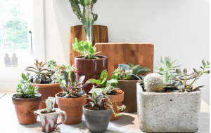 zero waste houseplants