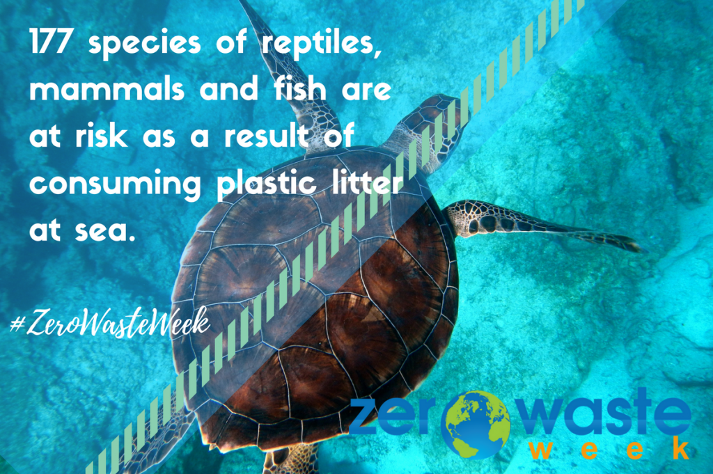 effects plastic on marine life zero waste week