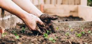 sustainable gardening tips